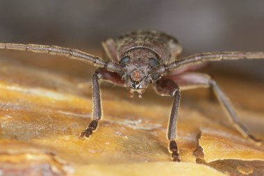 Paslı Longhorn böceği, Arhopalus rusticus çam parkında