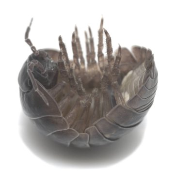 Yaygın hap böceği, beyaz arkaplanda armadilyum vulgare, makro fotoğraf