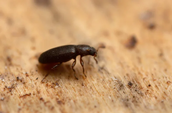 Escarabajo Carroñero Marrón Corticaria Sobre Madera — Foto de Stock