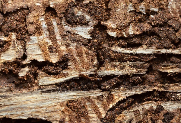 Larval Tunnels Fir Bark European Spruce Bark Beetle Ips Typographus — Stock Photo, Image