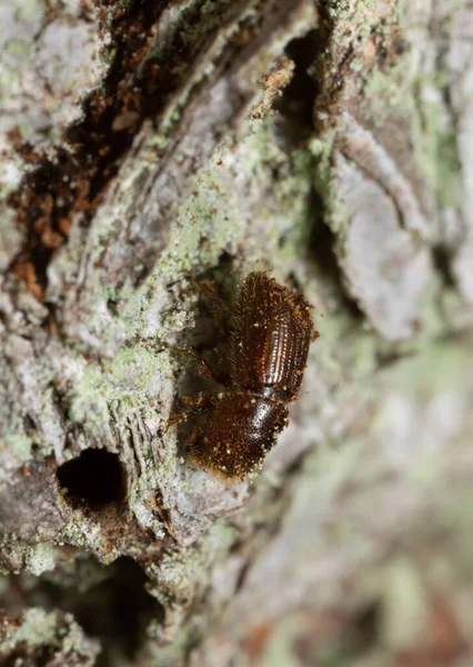 ヨーロッパのスプルース樹皮ビートル モミの樹皮にIpタイポグラフィ — ストック写真