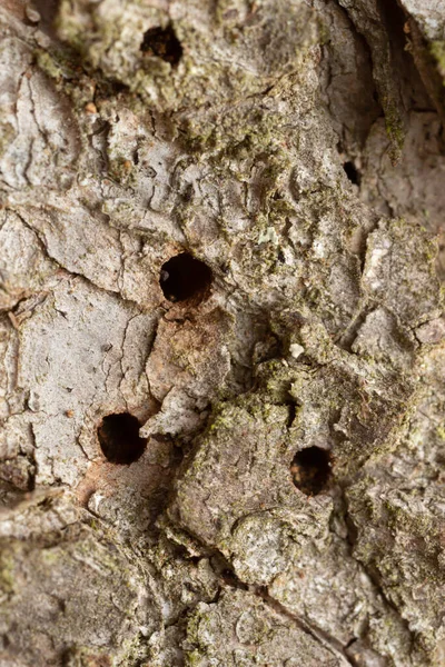 Avrupa Ladin Kabuğu Böceği Ips Tipografisinden Sonra Köknar Kabuğunda Delikler — Stok fotoğraf