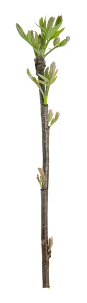 Rowan Sorbus Aucuparia Planta Isolada Sobre Fundo Branco — Fotografia de Stock