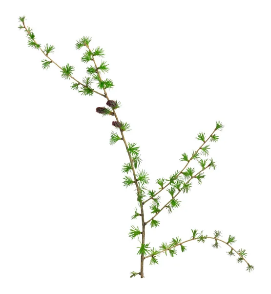 Blooming European Larch Larix Decidua Twig Buds Spring Isolated White — Stock Photo, Image