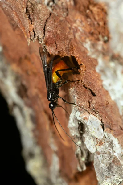 Bracon Parasita Vespa Postura Ovos — Fotografia de Stock