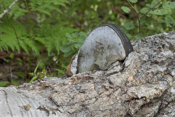Aspen ağacında polypore Phellinus populicola