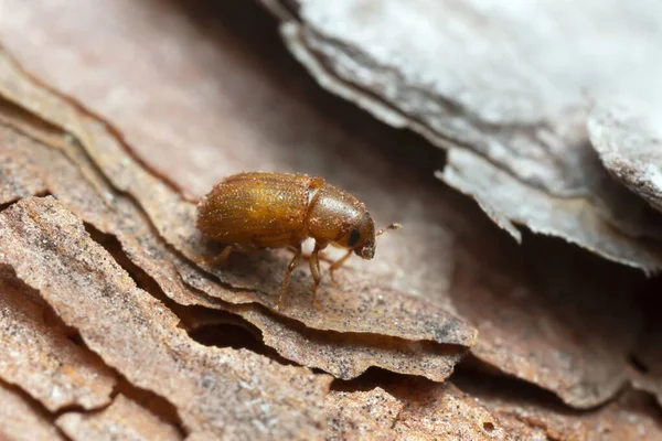 新しく孵化した一般的な松の芽甲虫 松の樹皮のトミクス ピニペルダ この甲虫は森の害虫です — ストック写真