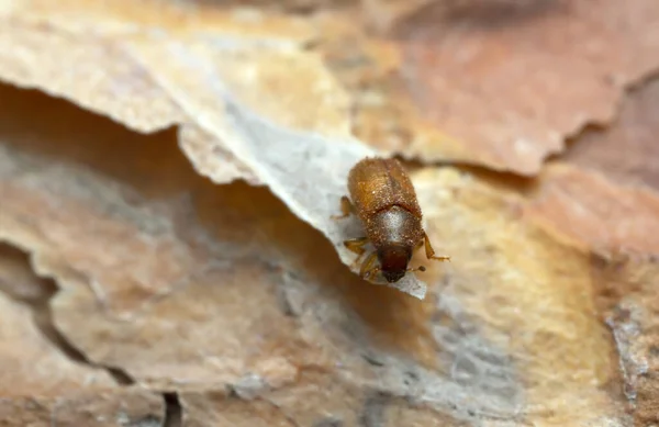 Scarabeo Comune Appena Nato Tomicus Piniperda Sulla Corteccia Pino Questo — Foto Stock