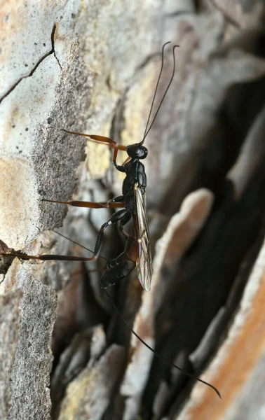 Parasite Wasp Laying Eggs Pine Wood Macro Photo — Stock Photo, Image