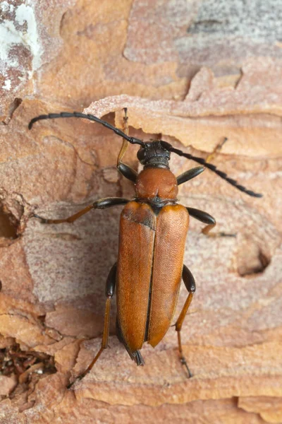 Escarabajo Cuerno Largo Rojo Femenino Leptura Rubra Corteza Pino Macro —  Fotos de Stock