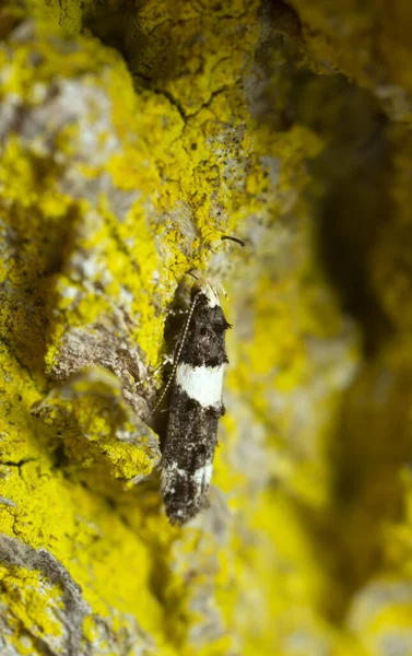 Kleine Grasmot Recurvaria Leucatella Rustend Eik Bedekt Met Korstmos — Stockfoto