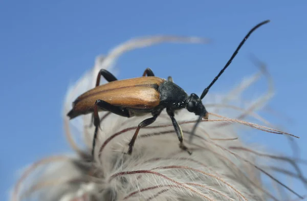 Σκαθάρι Longhorn Leptura Pubescens Υπερφυσητό Φυτό — Φωτογραφία Αρχείου