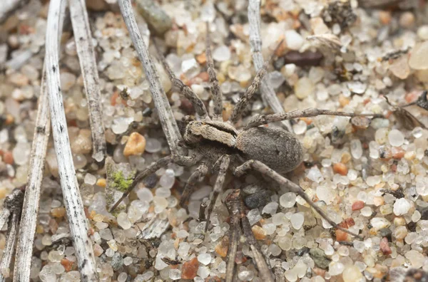 Burnt Wolf Spider Xerolycosa Nemoralis Sand — Stock Photo, Image