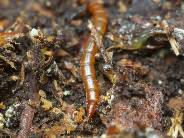 Rear Click Beetle Larva Living Pine Wood — Stock Photo, Image
