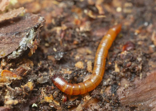 Κάντε Κλικ Σκαθάρι Larva Ζουν Ξύλο Πεύκου — Φωτογραφία Αρχείου