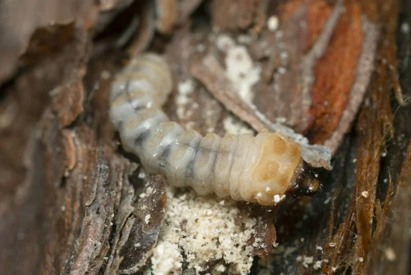Scarabeo Corno Lungo Larva Cerambycidae Legno Pino — Foto Stock