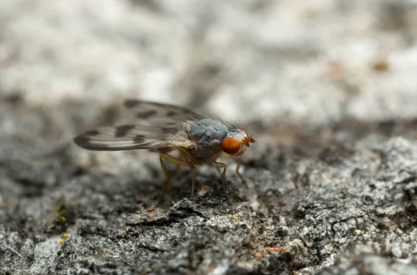 Fly Palloptera Umbellatarum Στο Φλοιό Του Aspen Μακροφωτογραφία — Φωτογραφία Αρχείου