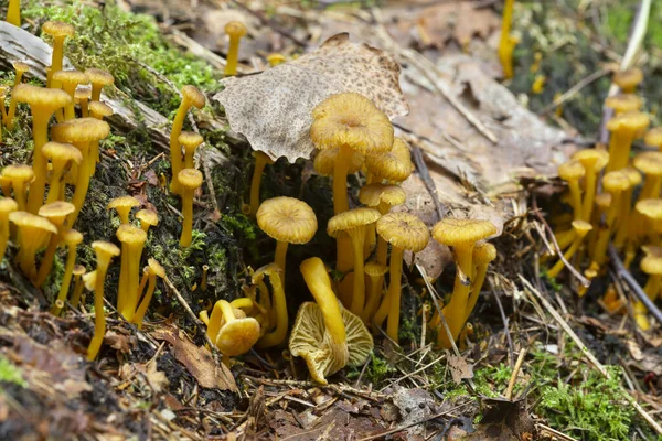 Corpos Frutos Jovens Amarelado Cantharellus Tubaeformis Ambiente Natural Este Cogumelo — Fotografia de Stock