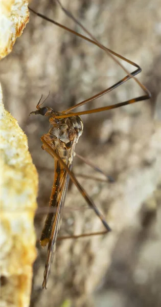 Limoni Cranefly Metalimnobia Hongos Macro Foto — Foto de Stock