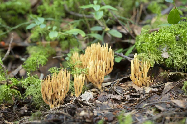 Coral Mushrooms Ramaria Eumorpha Growing Natural Environment Mushroom Grows Coniferous — Stock Photo, Image