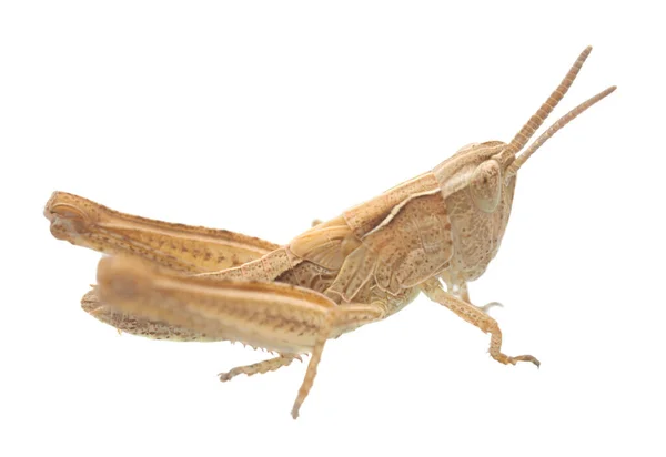 Grasshopper Nymph Isolated White Background Macro Photo — Stock Photo, Image