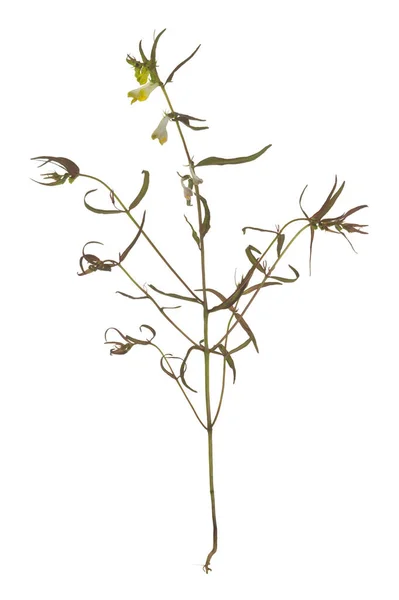 Kvetoucí Pšenice Obecná Melampyrum Pratense Rostlina Izolované Bílém Pozadí — Stock fotografie