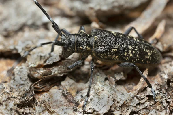 Μικρός Λευκομάρμαρος Μακρύκερως Monochamus Sutor Φλοιό Κωνοφόρων Royalty Free Φωτογραφίες Αρχείου