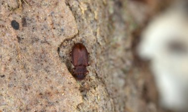 Dakika kahverengi leş yiyen böcek, Aspen kabuğunda enicmus testaceus.