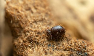 Küresel yay kuyruğu, tahtada Collembola, aşırı yakın plan.