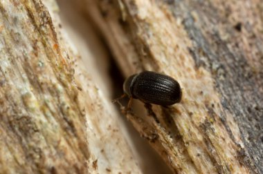 Platydracus Fulvipes beyaz arka planda izole edilmiş. Bu böcek bir yırtıcı..