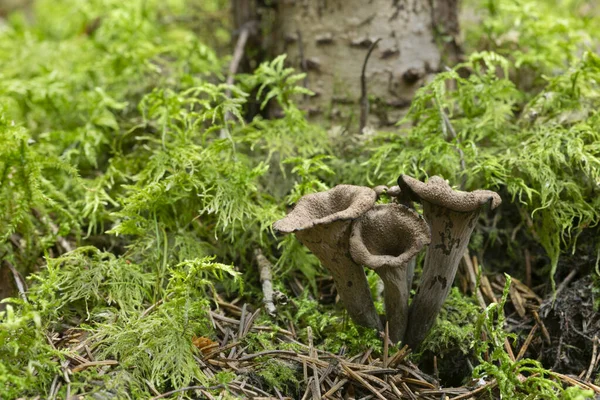 Черная Труба Craterellus Cornucopioides Растет Среди Мха Гриб Съедобный Популярный — стоковое фото