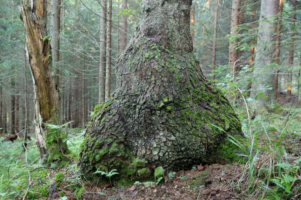 Большая Деформированная Ель Picea Abies Нетронутых Хвойных Лесов Швеции — стоковое фото