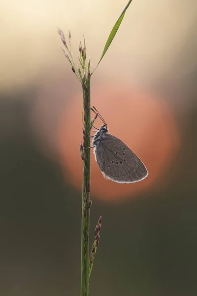 Mazarine Kék Cyaniris Semiargus Pihenő Növény Naplementekor — Stock Fotó