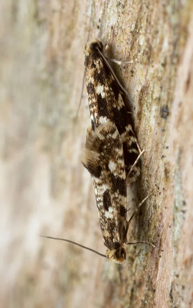 Platydracus Fulvipes Isolado Sobre Fundo Branco Este Besouro Predador — Fotografia de Stock