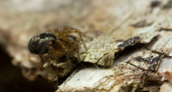 Platydracus Fulvipes Isoliert Auf Weißem Hintergrund Dieser Käfer Ist Ein — Stockfoto