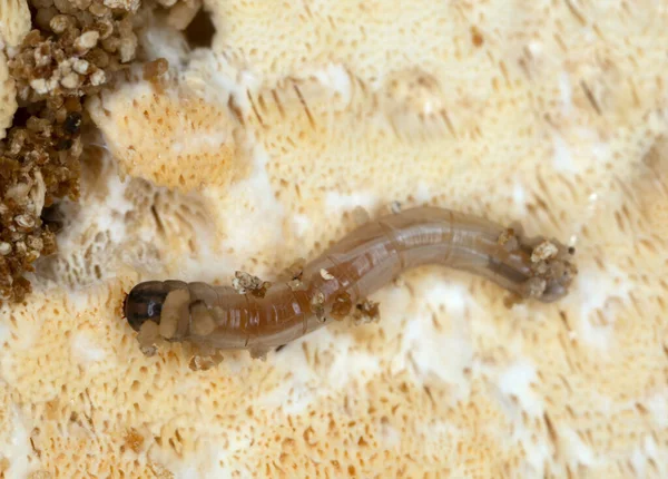Larva Insetos Fungos — Fotografia de Stock