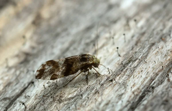 Barklice Psocoptera Çam Ağacında Liken Makro Fotoğraf — Stok fotoğraf
