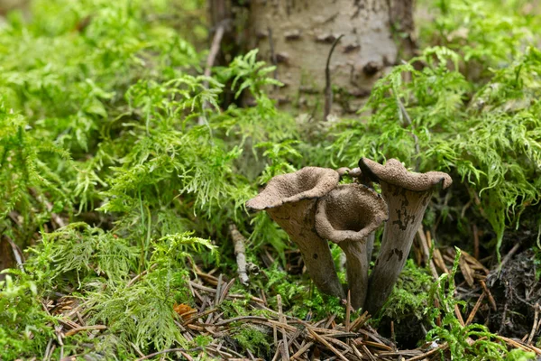 Μαύρη Τρομπέτα Craterellus Cornucopiides Αυξάνεται Μεταξύ Βρύα Αυτό Μανιτάρι Είναι Εικόνα Αρχείου