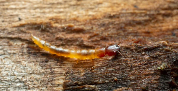Larva Escarabajo Rove Staphylinidae Madera Foto Primer Plano — Foto de Stock