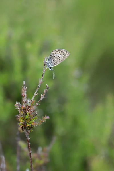 Plebejus Gossamer Skrzydlaty Motyl Spoczywa Słomie Ten Motyl Jest Powszechne — Zdjęcie stockowe