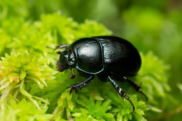 Escarabajo Estiércol Aburrido Tierra Geotrupidae Sobre Musgo Verde Macro Foto — Foto de Stock