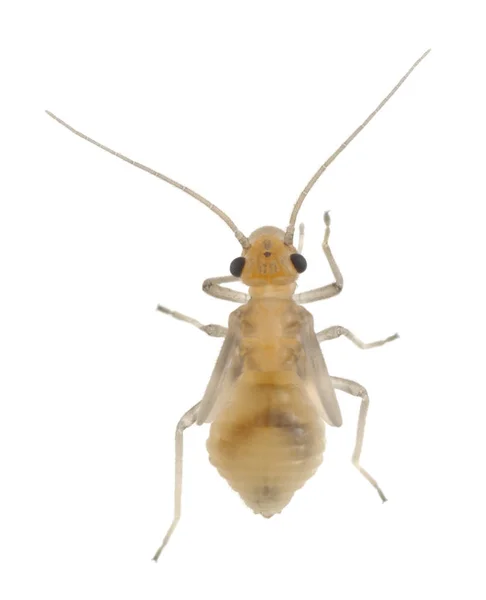 Booklouse, Psocoptera beyaz arkaplanda izole edilmiş, makro fotoğraf