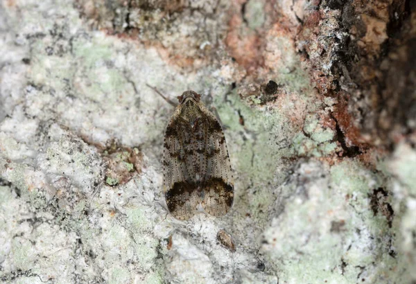 Planthopper Cixiidae Aspen Kabuğunda Yakın Plan Fotoğraf — Stok fotoğraf