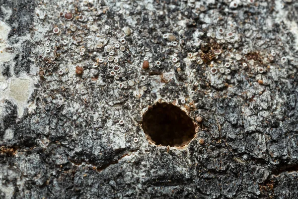 アスペンの木の虫の後に穴を開ける — ストック写真
