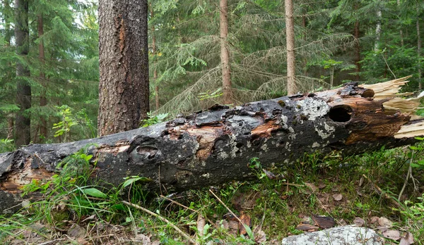 Padlý Osika Populus Tremula Strom Poškozený Hmyzem Smíšeném Nedotčeném Přírodním — Stock fotografie