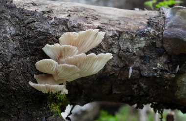 Hint istiridyesi, Pleurotus pulmonarius kavak ağacında yetişiyor, yatay bileşim