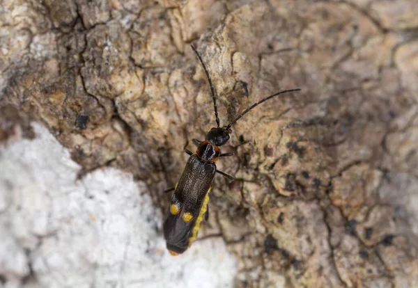 Escarabajo Soldado Malthodes Marginatus Madera — Foto de Stock