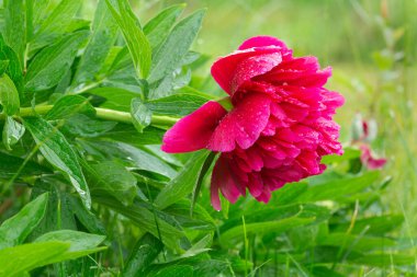 Islak çiçekli şakayık ya da peeonia çiçeği, yatay bileşim.