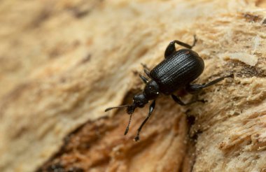 Diş burunlu buğday biti, tahtanın üzerindeki Deporaus betulae, makro fotoğraf.