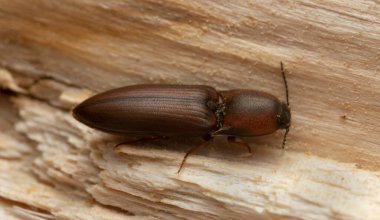 Klik böceği, Sericus brunneus tahtada, makro fotoğraf